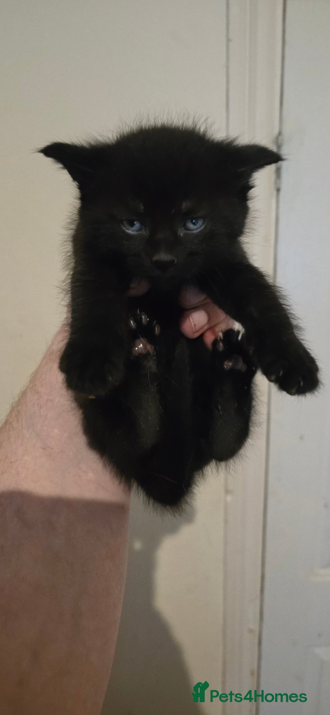 Mixed Breed cats for sale: 11 beautifull kittens ready for 14/01/2026 - Advert 13