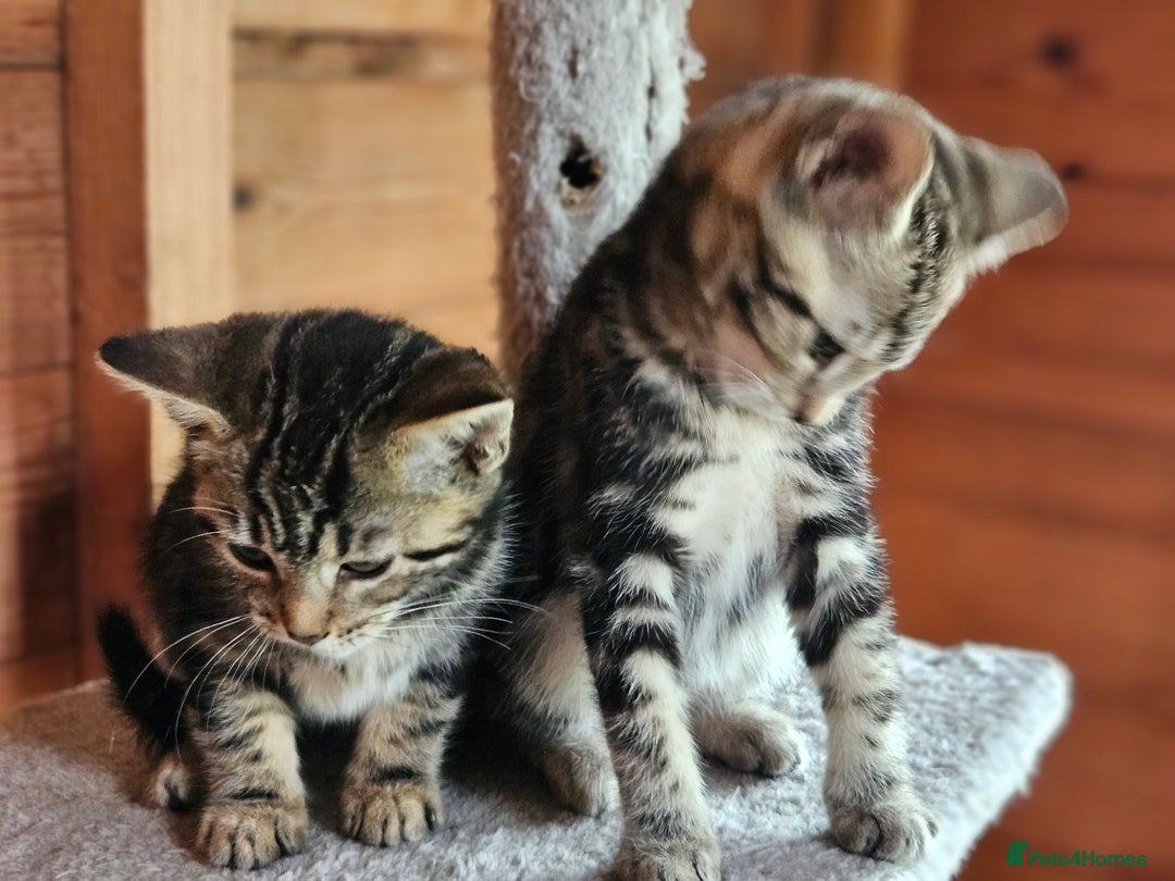 Bengal cats for sale: Adorable Half Bengal Kittens - Image 12