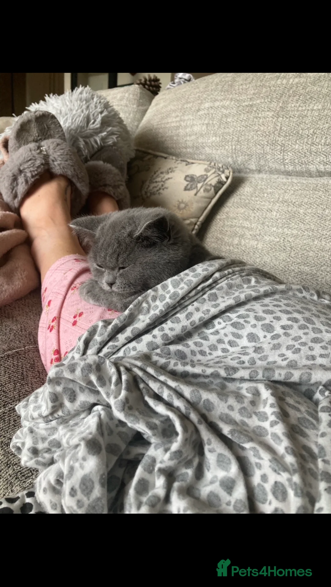 British Shorthair cats for sale: 2 British blues  in Leicester - Advert 9