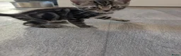 Mixed Breed cats for sale: Siberian mix kittens for sale - Advert 10