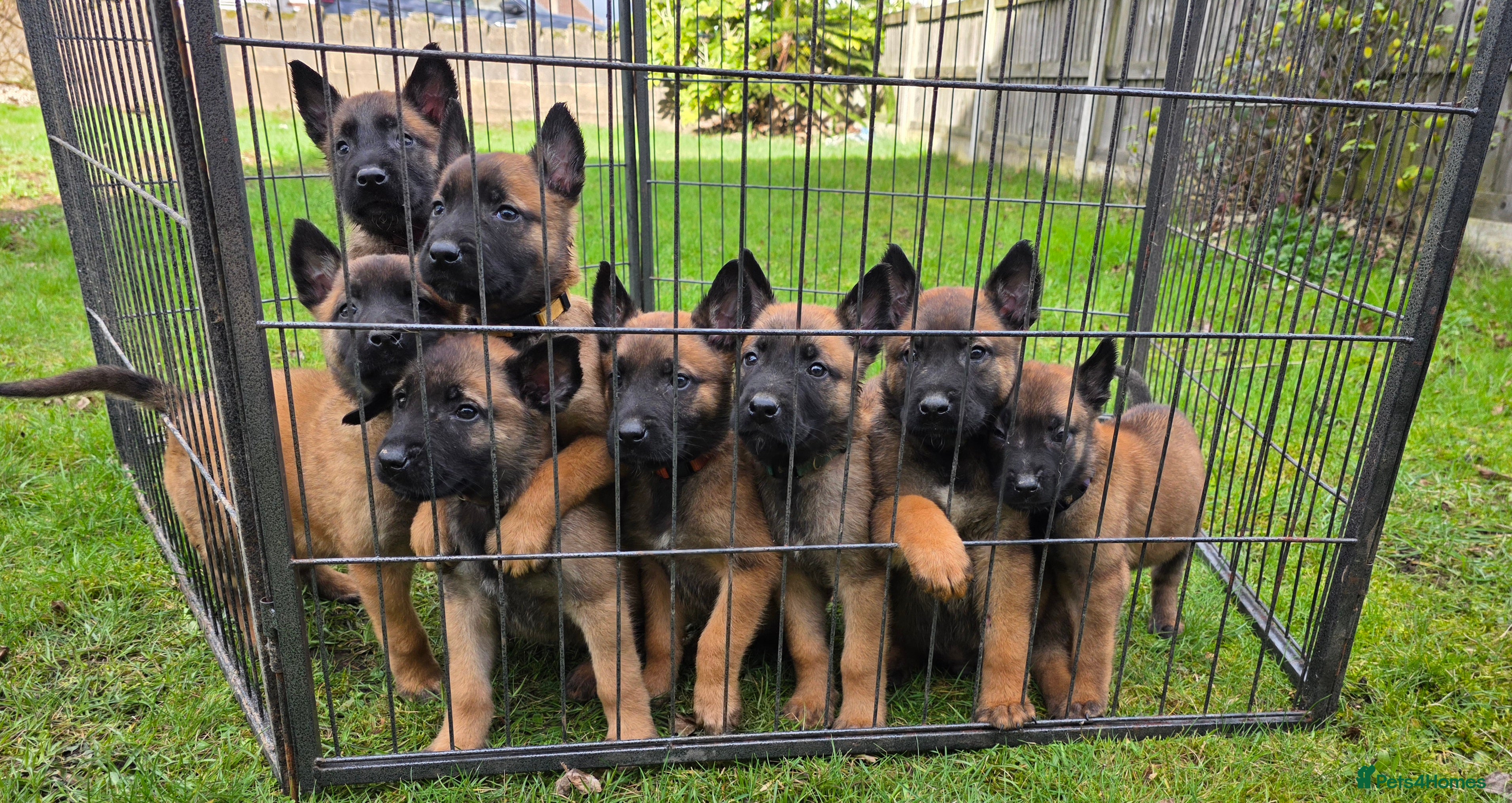 Belgian Shepherd Dog dogs 🔥🔥Fantastic Belgian Malinois Puppies🔥🔥 - Advert 15