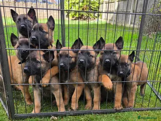 Belgian Shepherd Dog dogs 🔥🔥Fantastic Belgian Malinois Puppies🔥🔥 - Advert 15