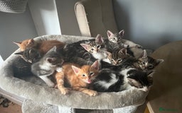Mixed Breed cats for sale: Kittens ready to go! - Advert 1