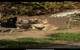 Mixed Breed dogs for sale: 2 micro bullys  - Image 2