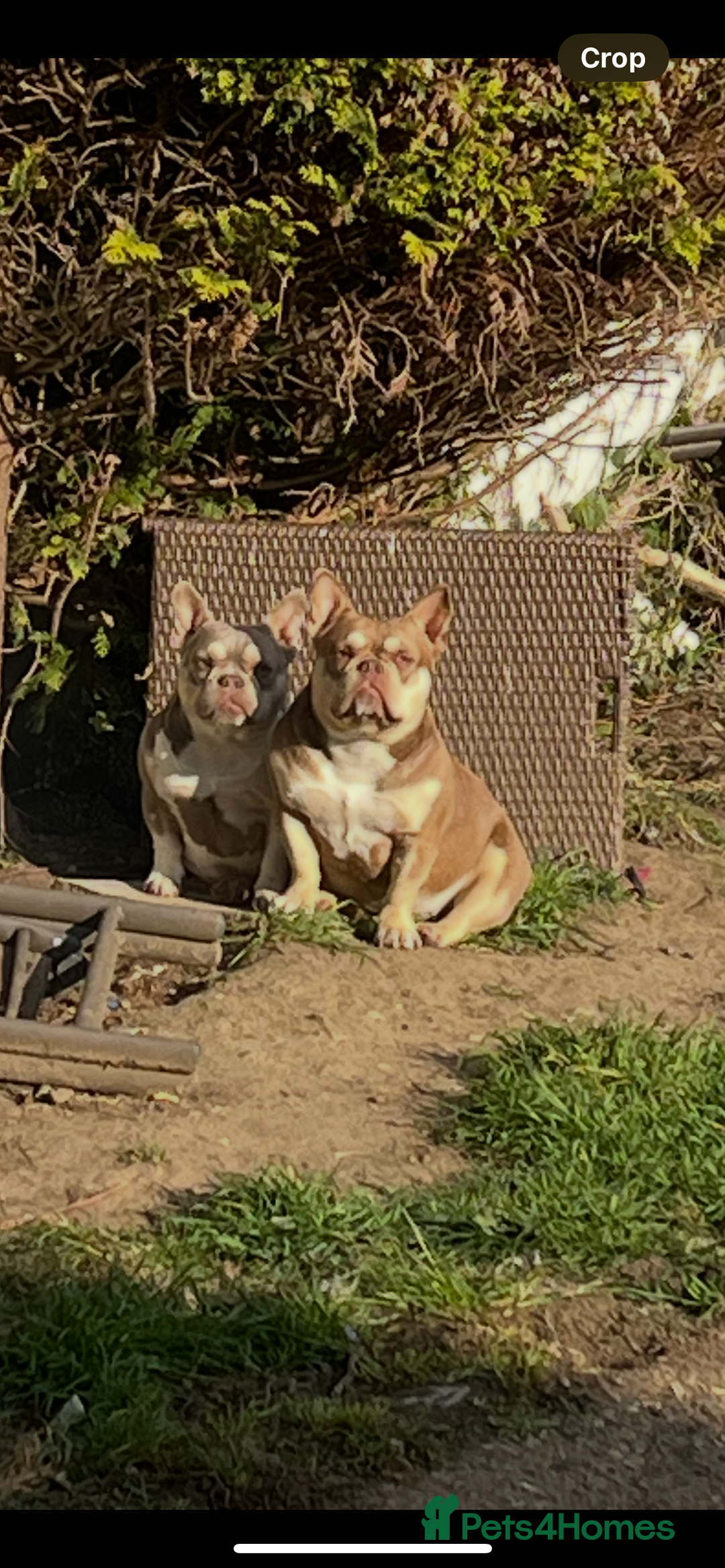 Mixed Breed dogs for sale: 2 micro bullys  - Image 2