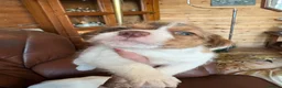 Jack Russell dogs for sale: Jack Russell puppies - Advert 5
