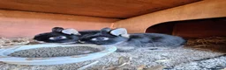 Netherland Dwarf rabbits for sale: Netherland Dwarf rabbits - Advert 7