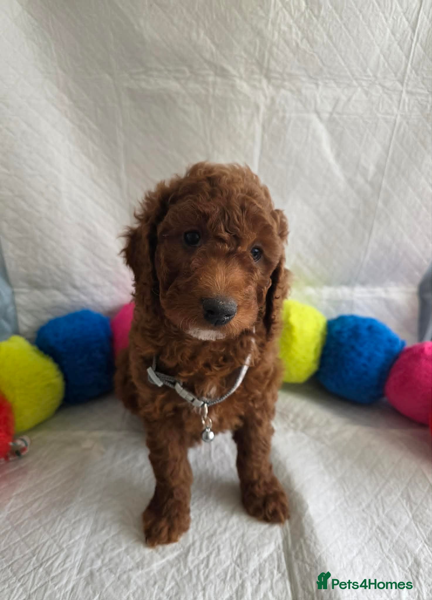 Irish Doodle dogs 👑Superb Rare Toy/Mini Deepest Red Irish Doodles👑 - Advert 2