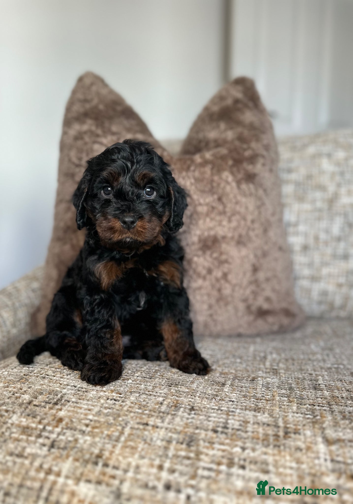 Cavapoo dogs Adorable Cavapoo puppies. Health tested Parent.  - Advert 1