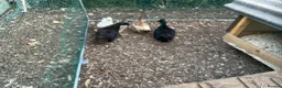 Ducks poultry for sale: Mixed Ducks - Advert 1