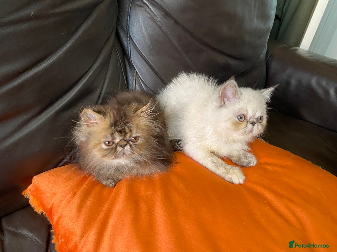 Persian cats for sale: READY NOW GCCF REG PKD FREE EXOTICS - Image 20