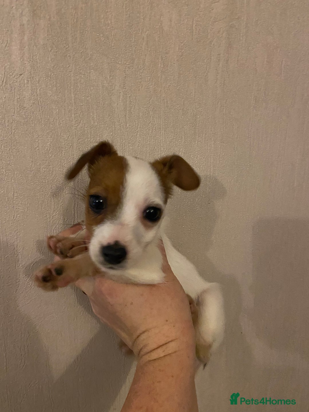 Jack Russell dogs for sale: READY NOW Beautiful jack Russell terrier puppies  - Advert 5