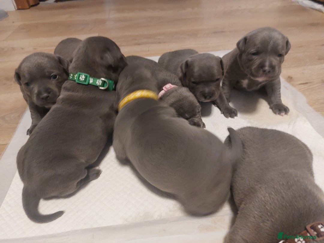 Staffordshire Bull Terrier dogs for sale: Blue Staffordshire Bull Terrier 🐶 Puppies 🐶 - Image 37