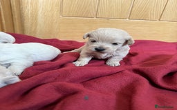 Mixed Breed dogs for sale: F1 Westipoo Puppies  - Image 2