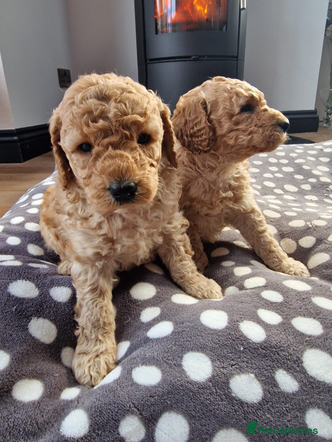 Miniature Poodle dogs for sale: Outstanding Show Quality MInature Poodles - Image 5