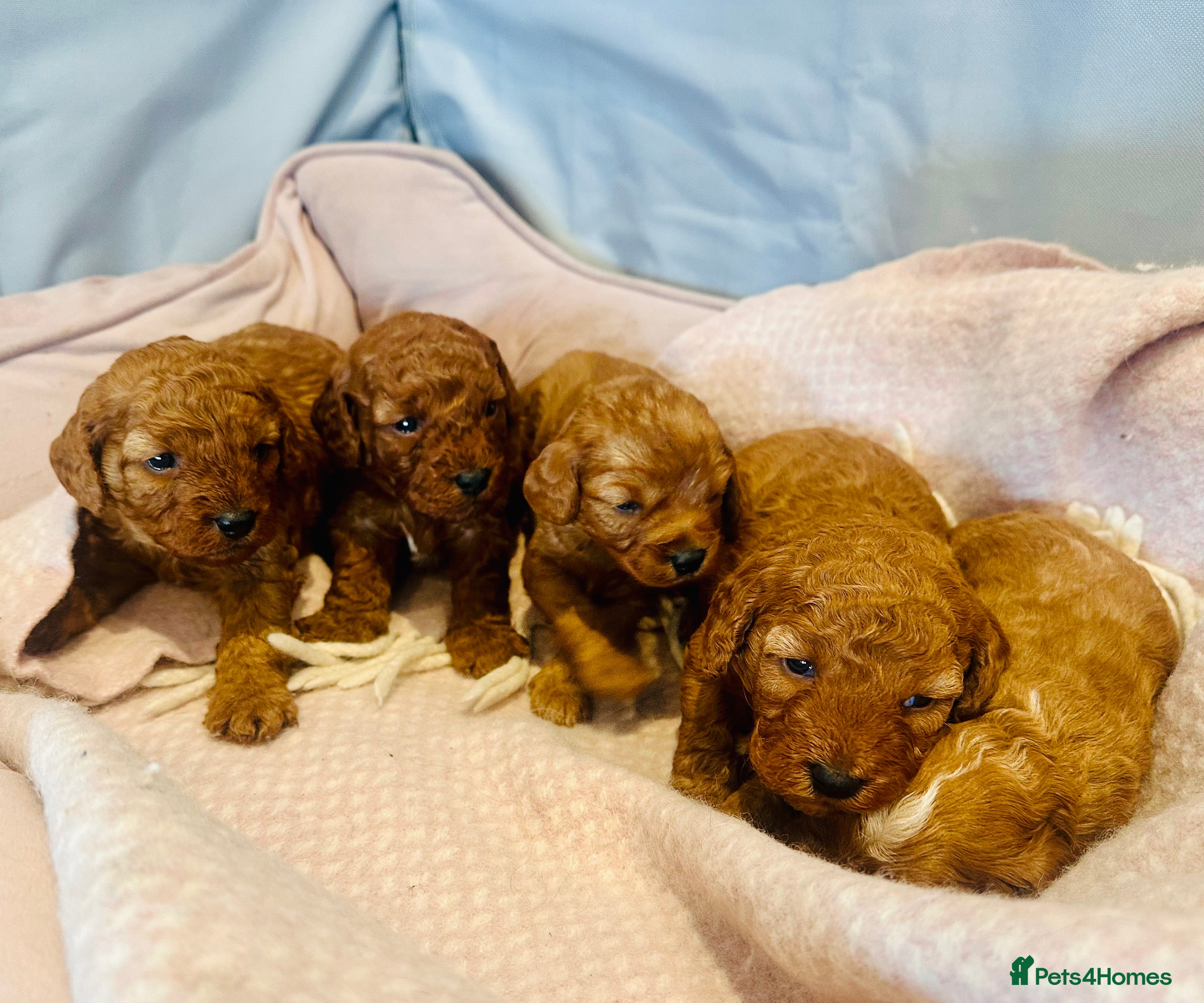 Cavapoo dogs Toy Cavapoo Puppies  - Advert 3