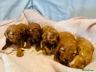 Cavapoo dogs Toy Cavapoo Puppies - Advert 3