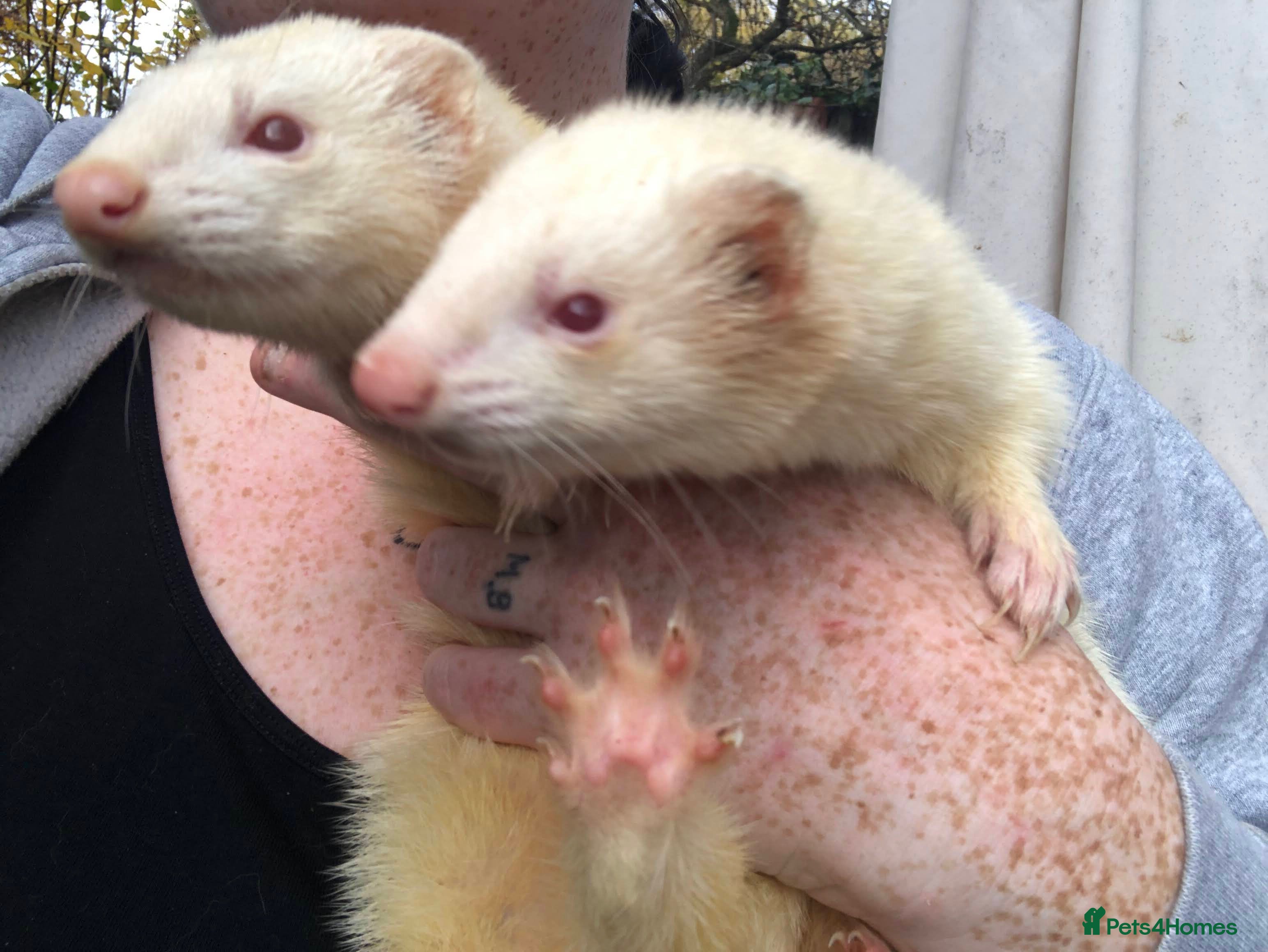 Ferret rodents Albino Ferrets - Advert 5