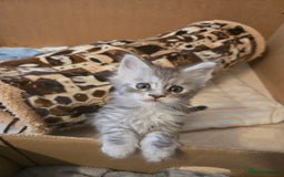 Maine Coon cats for sale: 4 Beautiful GCCF Registered Maine Coon Kittens  - Image 8