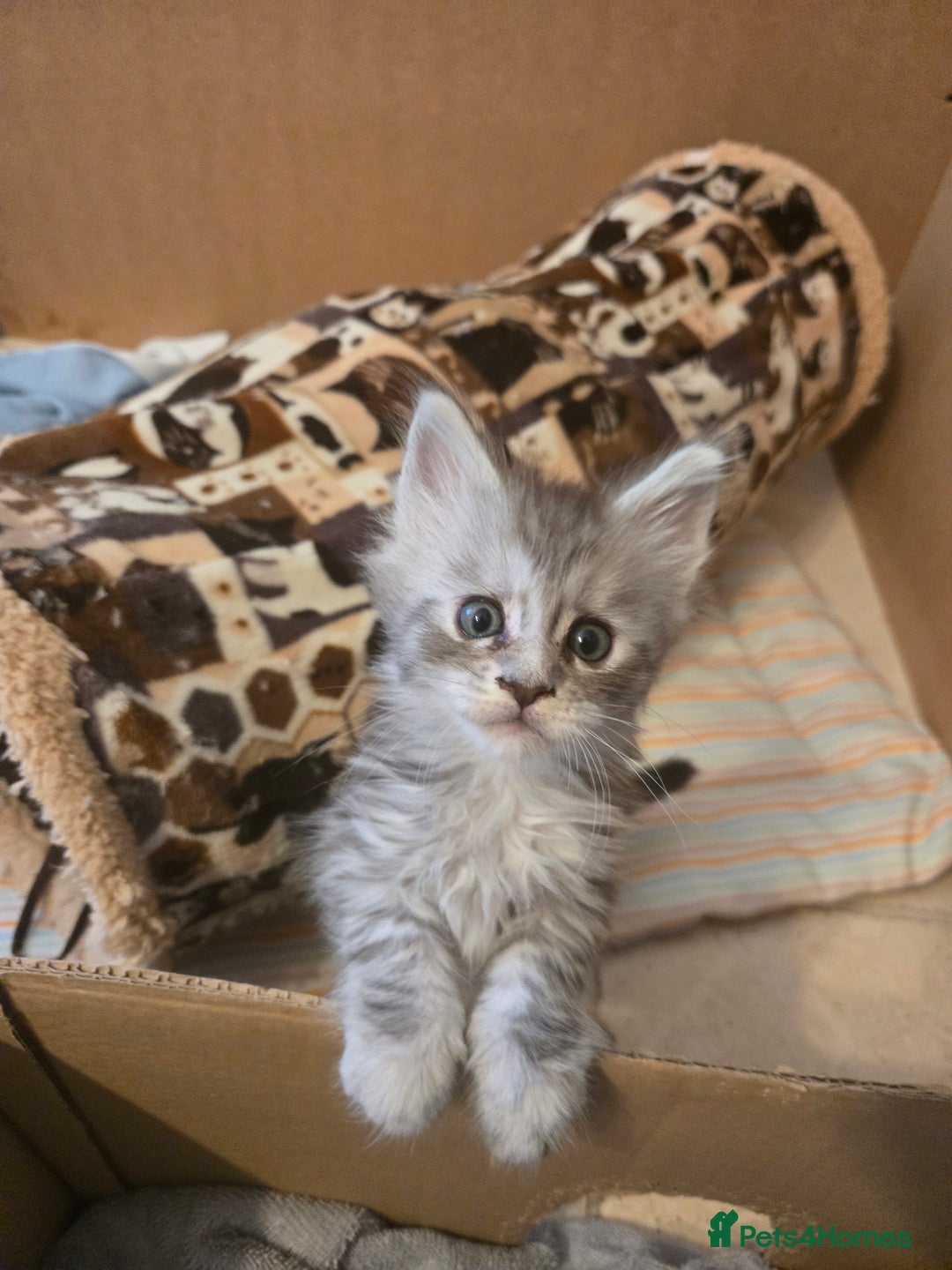 Maine Coon cats for sale: 4 Beautiful GCCF Registered Maine Coon Kittens  - Image 8