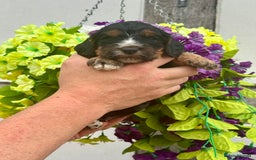 Cockapoo dogs for sale: 7 F1 exquisite dna tested clear Cockerpoos - Image 2