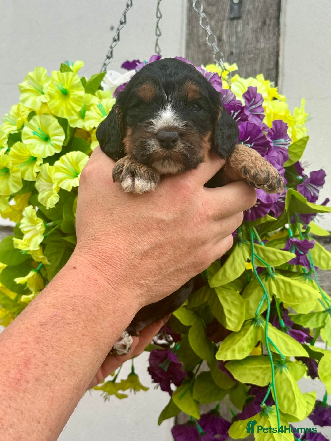 Cockapoo dogs for sale: 7 F1 exquisite dna tested clear Cockerpoos - Image 2