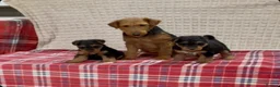 Welsh Terrier dogs for sale: BEAUTIFUL WELSH TERRIER PUPPIES  - Advert 17
