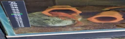 Plecos fish for sale: Longfin Supered Bristlenose Plecos  - Advert 4
