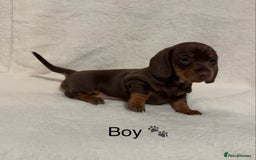 Dachshund dogs for sale: Dachshund puppies are Looking for Homes!  - Image 6