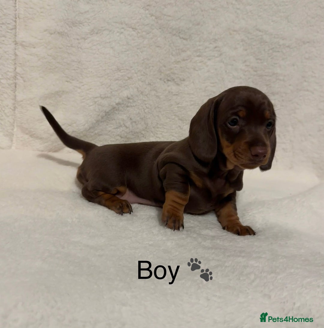 Dachshund dogs for sale: Dachshund puppies are Looking for Homes!  - Image 6