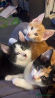 Maine Coon cats Kittens for sale - Advert 6