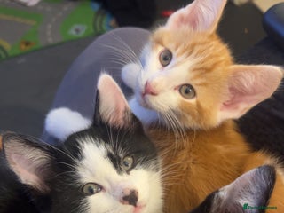 Maine Coon cats - Advert 8