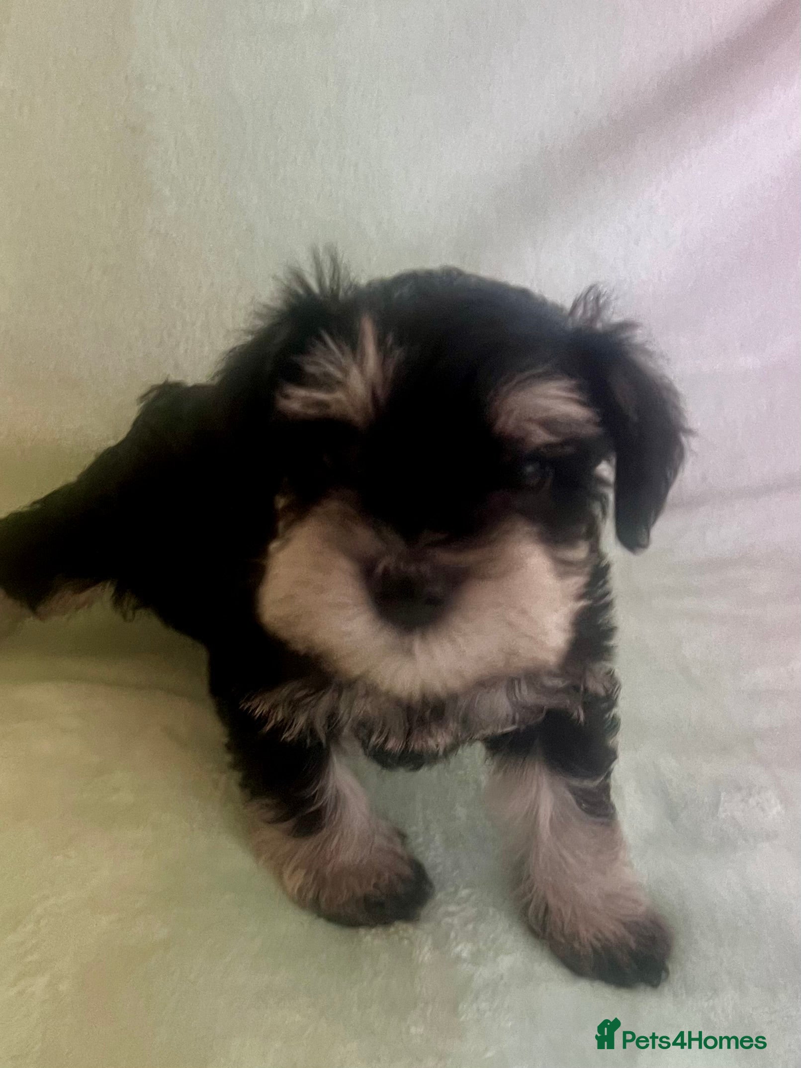 Miniature Schnauzer dogs 🤎🖤🩶Stunning Miniature Schnauzer Pups🩶🖤🤎 - Advert 5