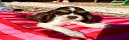American Cocker Spaniel dogs for sale: KC reg. pure American Cocker Spaniel puppies  - Advert 12