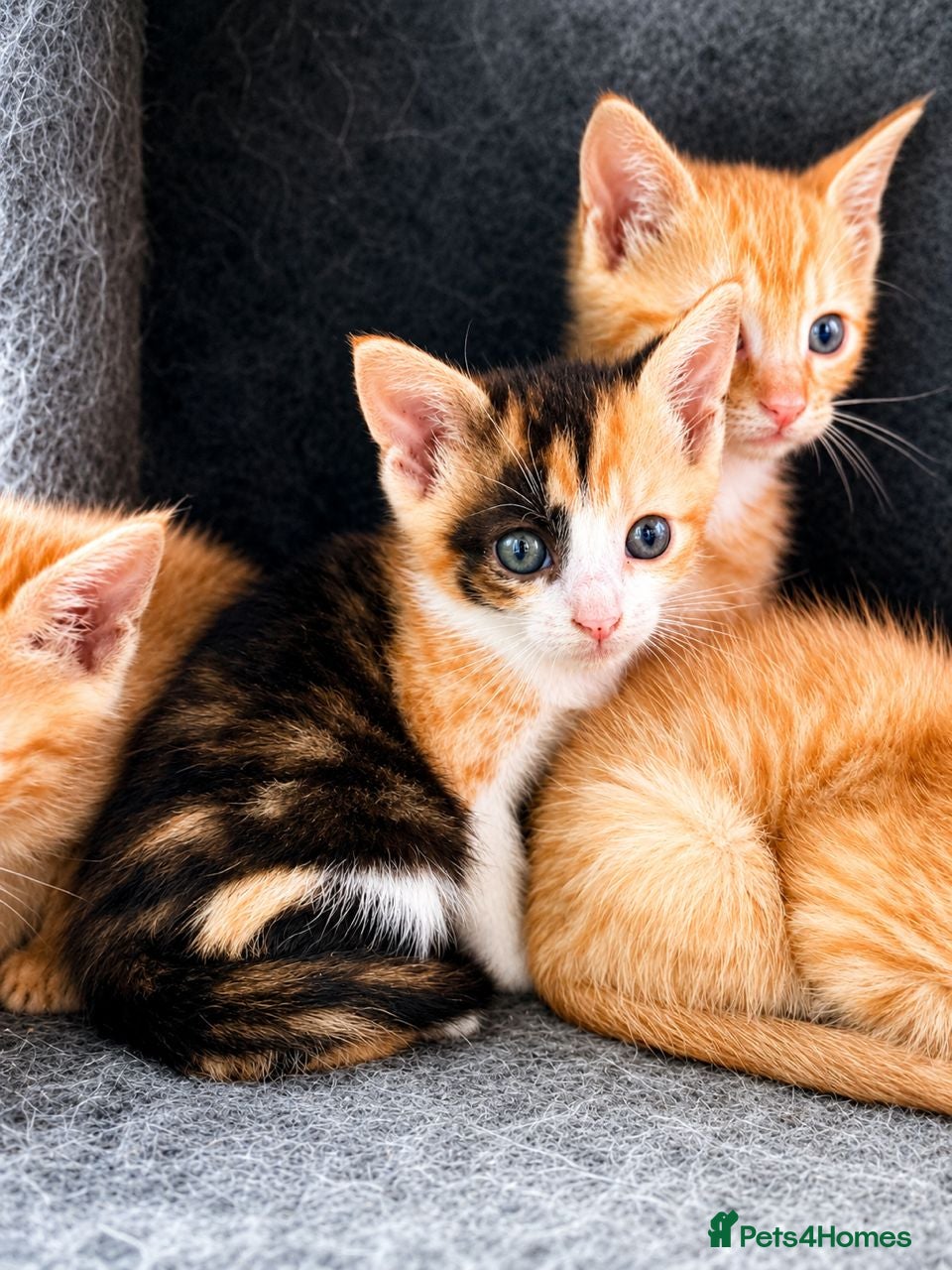 Mixed Breed cats Rare female ginger, & calico kittens - Advert 6