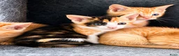 Mixed Breed cats for sale: Rare female ginger, & calico kittens - Advert 7