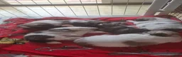 Pekingese dogs for sale: Rare Coloured Pekingese Puppies – Exceptional 🐾🐾 - Advert 22