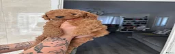 Poodle dogs for sale: Red Miniature Poodles - Advert 2