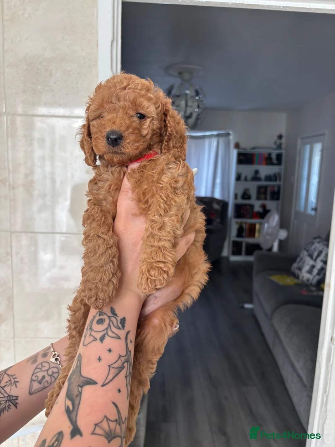 Poodle dogs for sale: Red Miniature Poodles - Advert 2
