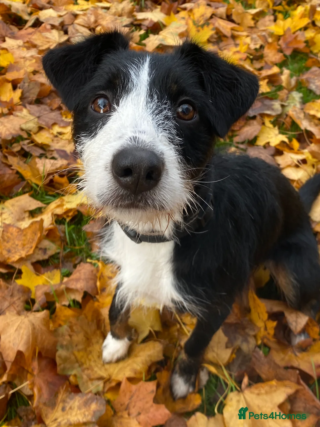 Mixed Breed dogs for sale: Mabel collie cross  - Advert 7