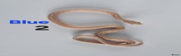 Corn Snake reptiles for sale: Baby Cornsnakes  - Advert 25