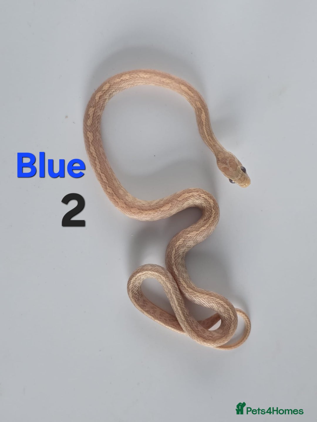 Corn Snake reptiles for sale: Baby Cornsnakes  - Advert 25