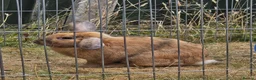 Mixed Breed rabbits for sale: A lovely bunny- Bert - Advert 6