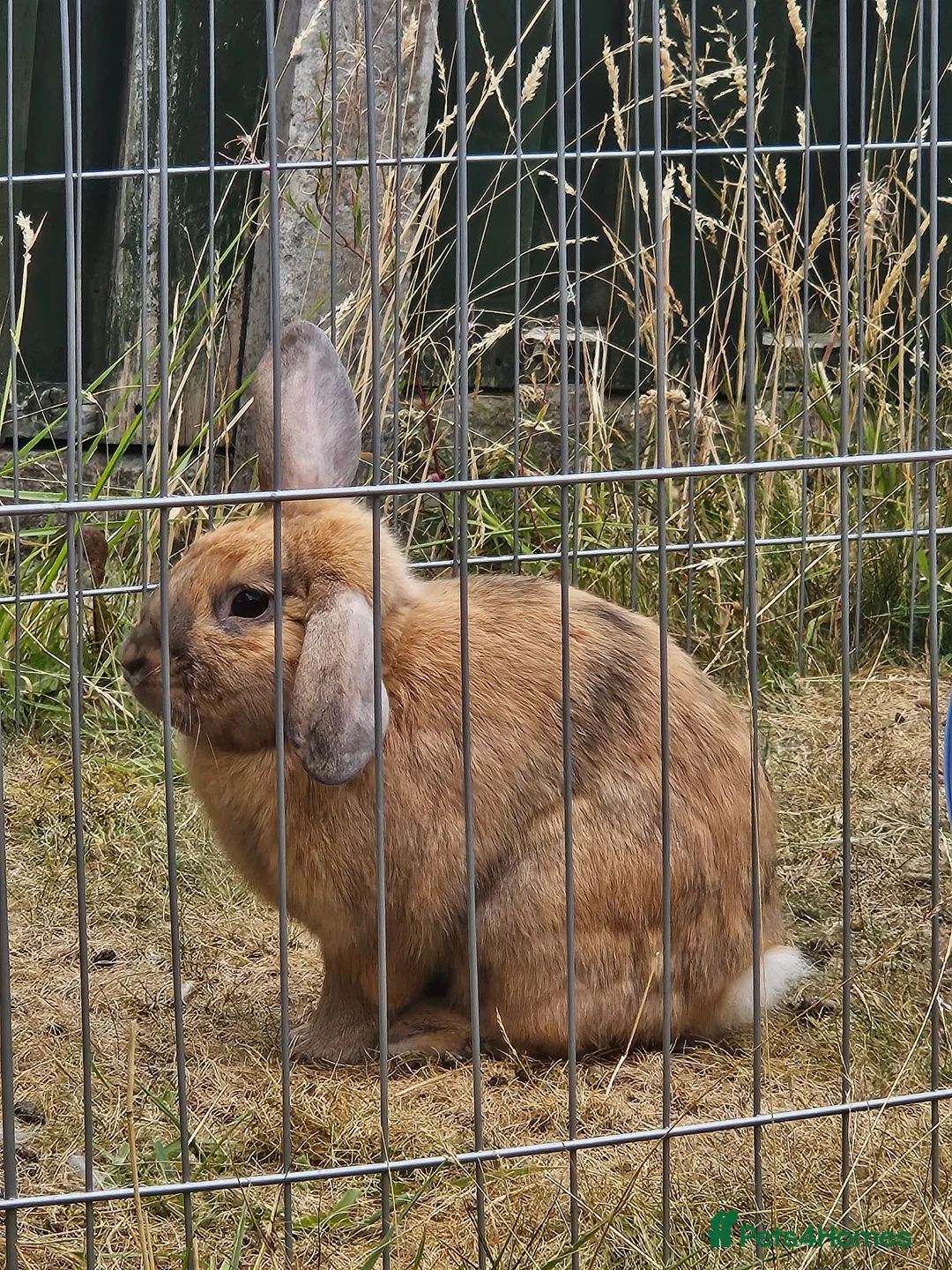 Mixed Breed rabbits for sale: A lovely bunny- Bert - Advert 6