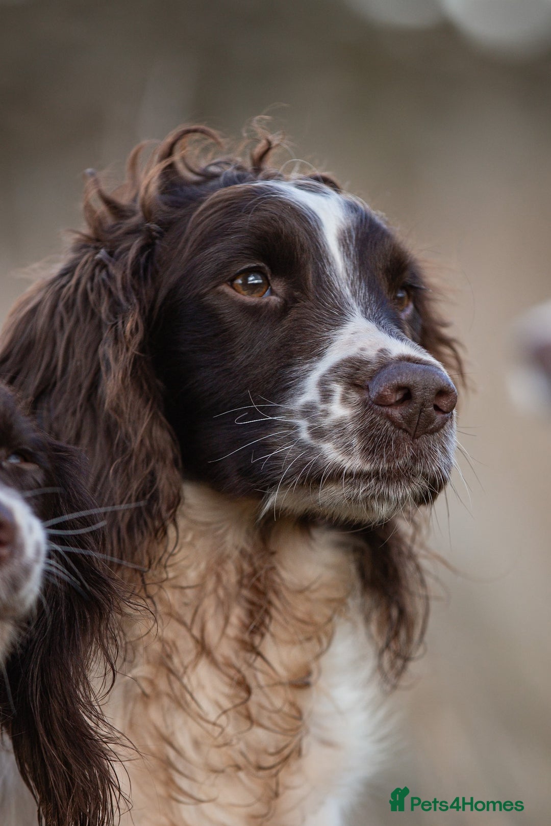 English Springer Spaniel dogs for stud: Field Trial Winner Ribblebrook Rocky @ Stud - Image 5