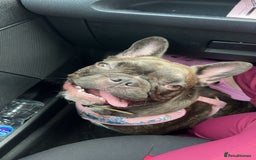 French Bulldog dogs for sale: French bull dog - Image 2