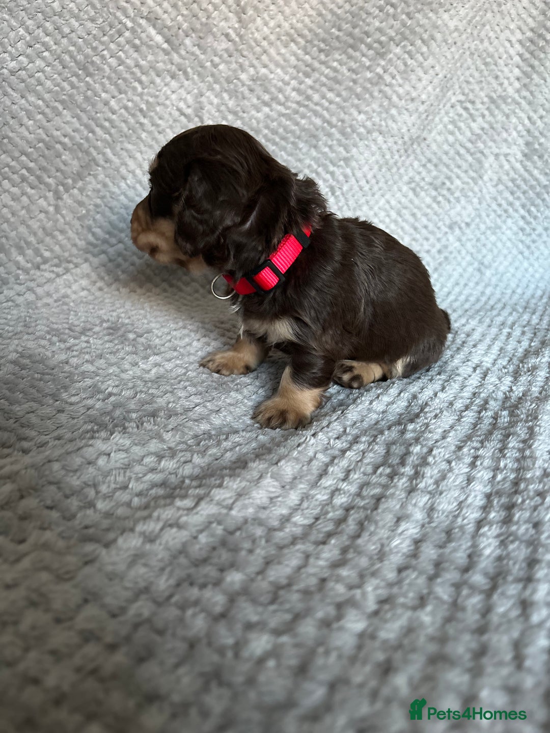 Miniature Dachshund dogs for sale: Last 2 Miniature Dachshund Pups Ready 23rd Dec! - Advert 37