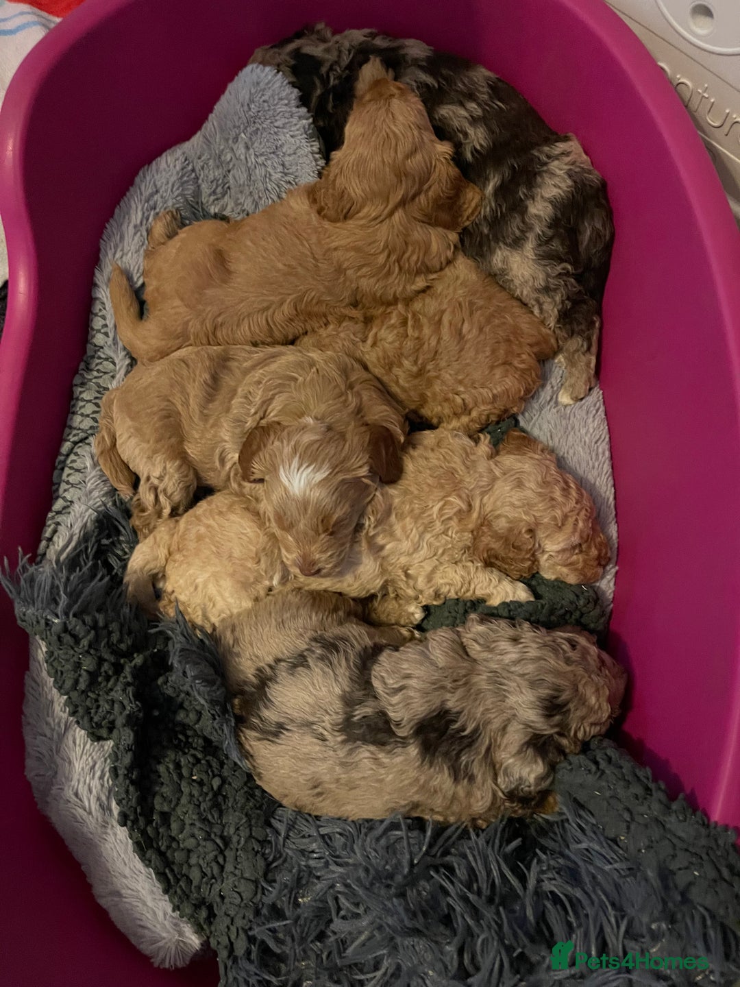 Cockapoo dogs for sale: f1b toy  stunning cockerpoos  - Image 23