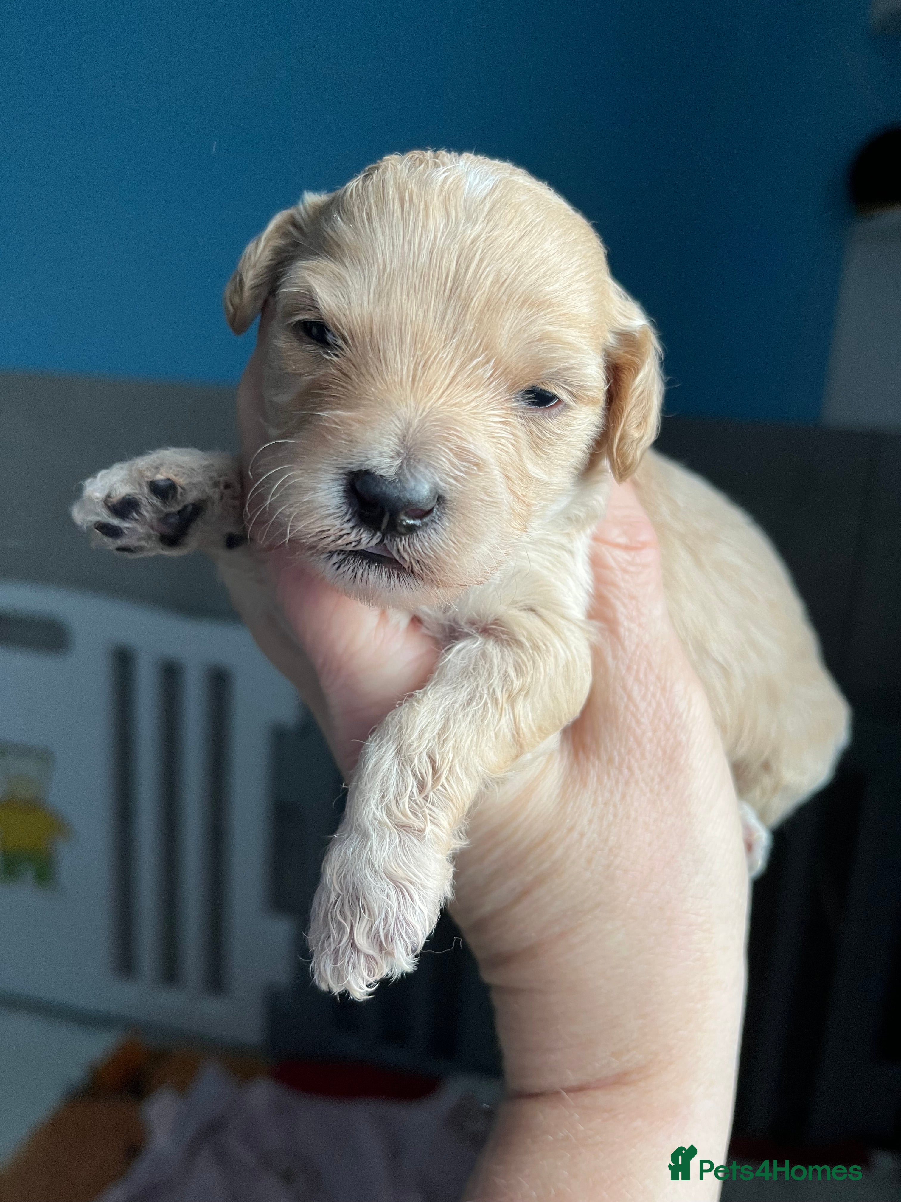 Cockapoo dogs F1b cockapoos - Advert 16