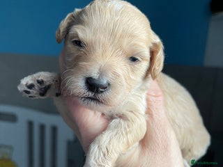 Cockapoo dogs F1b cockapoos - Advert 18